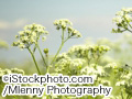 iStock_000003962630Large.jpg