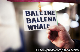 iStock_000014952956Large.jpg