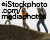 iStock_000009378615Large.jpg